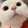 stare_cat
