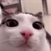 plink