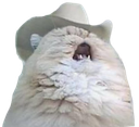 pA_countrycat Discord emoji