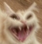 pA_jackalcat Discord emoji