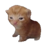 pA_Robert Discord emoji
