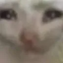 happy_happy_happy_cat