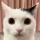 CatStare Discord Emoji