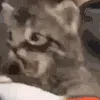 Bitey