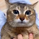 cattoletole
