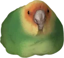 eggkeet