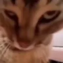 evilcat