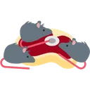 rat_on_cut_of_meat