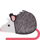 rat_opossum