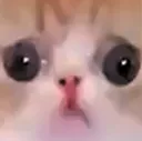 stare