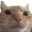 pA_CatWhat Discord emoji