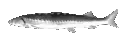 fish_spin