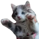 LeashKitty