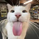 BLEHHH