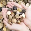 pebble