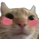 catblush Discord Emoji