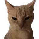 grrrr