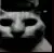 evilcat evilcat