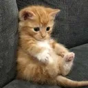 sittingcat Discord Emoji