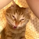 queeh