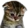 onelove_sad_cat