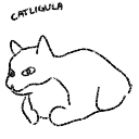 catligula catligula