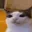 SchizoCat