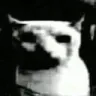 catDespair catDespair