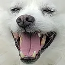 dogsmile