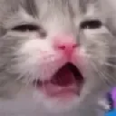 catsneese