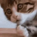 catshocked