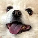 dogsmile