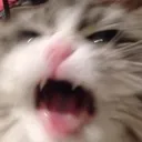 catangry