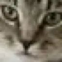 catstare Discord Emoji