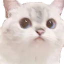 catstare