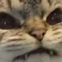 catangry