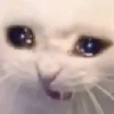 catcry