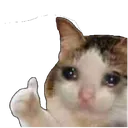 catthumbsup