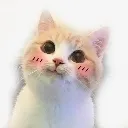 shycat shycat