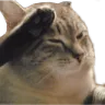 catsaluteBL