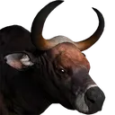 banteng