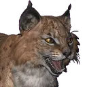 bobcat