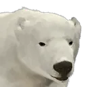 polarbear