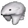 polarbearRun