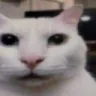 wtf