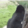 gorillaspin