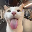 Silly Cat silly_cat Discord Emoji