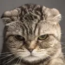 miau