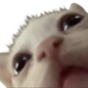 whatdidyousaypussy
