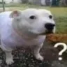 dogquestion